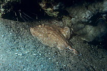 Electric / Torpedo ray (Torpedo panthera) resting on seabed, Indonesia