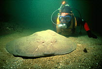 Electric / Torpedo ray (Torpedo panthera) resting on seabed, observed by diver, New England coast, USA Model released.
