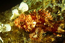 Scorpionfish (Scorpaena notata) Mediterranean