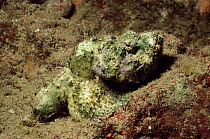 Devil Scorpionfish hidden amongst rocks