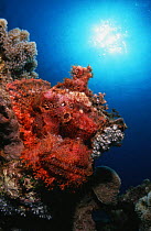 Bearded Scorpionfish (Scorpaenopsis barbatus) Red Sea