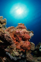 Bearded Scorpionfish on rocks, Red Sea
