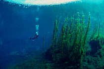 Diver in crystal clear lake with algae growing from bottom. Italy, Europe
