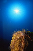 Brittle star on sponge. (Ophiothrix suensonii) Caribbean
