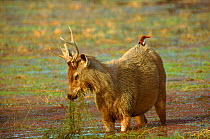 Sambar with White breasted kingfisher on its back, India.