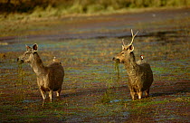 Indian Sambar deer {Cervus unicolor} male and female pair feeding on water plants, India