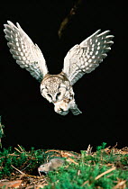 Tengmalm's owl catching a mouse. (Aegolius funereus)