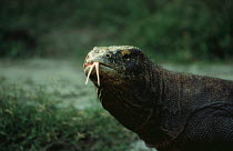 Komodo Dragon smelling air with tongue (Varanus komodoensis) Komodo Island, Indonesia