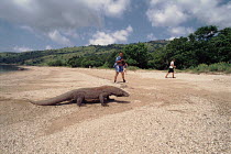 Komodo Dragon on beach with tourists, Komodo Island