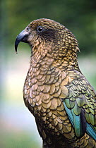 Kea parrot (Nestor notabilis) New Zealand