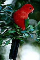King parrot, adult male Alisterus scapularis) Queensland, Australia.