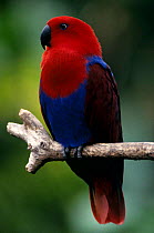 Eclectus parrot female(Eclectus roratus) Australia, Queensland captive