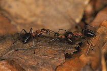 Three ants (Formica polyctena) amongst leaf litter, Germany