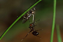 Ant (Formica polyctena) attacking a fly, Germany