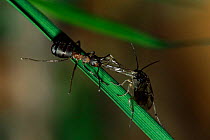 Ant (Formica polyktena) attacking a fly
