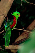 Red winged parrot, portrait (Aprosmictus erythropterus) Queensland, Australia.