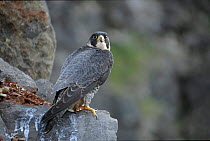 Female peregrine on a rock. UK