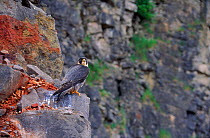 Female peregrine on rocks in a quarry, UK. Captive bird.