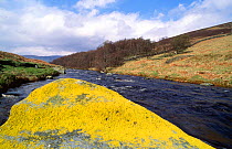Lichens covering a rock, West Water, Edrell, Scotland