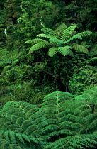 Tree ferns, Abel Tasmon NP, New Zealand.