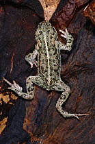 Natterjack toad, France