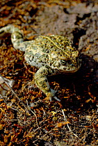 Natterjack toad  (Bufo calamita) England