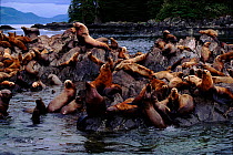 Steller / Northern sealions (Eumetopias jubata) on rock. Alaska