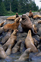 Steller (Northern) sealions on rocks.(Eumetopias jubata) Alaska