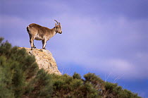 Spanish Ibex, adult female (Capra pyrenaica) Sierra Gredos, Spain