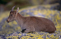 Spanish Ibex {Capra pyrenaica} adult female resting resting on rocks, Sierra Gredos, Avila, Spain