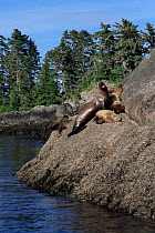 Steller sealions on rock. (Eumetopias jubata) Alaska Northern sealion