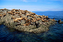 Steller sealions on rocks. (Eumetopias jubata) Alaska Northern sealion