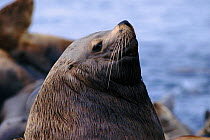 Steller / Northern sealion male head portrait (Eumetopias jubata) Alaska