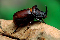 Rhinoceros beetle (Oryctes nasicornis) on log. Germany, Europe