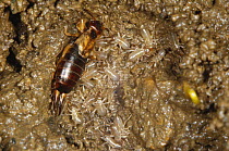 Female Earwig with young. (Forficula auricularia)