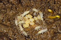 Earwig eggs and newly hatched babies.(Forficula auricularia)  England.