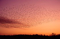 Starlings flying to roost at sunset, UK (Sturnus vulgaris)