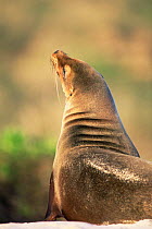 Galapagos Sealion (Zalophus californianus) Galapagos Is