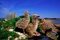 Greater black backed gull chicks, St. Mary's Islands, Canada.