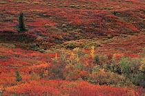 Tundra landscape in autumn, Denali NP, Alaska