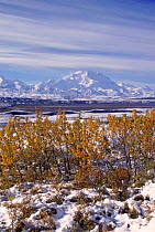 Cottonwoods and Mount McKinley after snow. Denali NP, Alaska