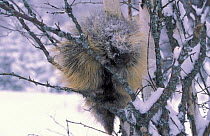North American porcupine in tree. (Erethizon dorsatum) Montana, captive US