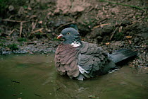 Wood pigeon {Columba palumbus} bathing, Worcestershire, UK.