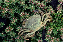 Common shore crab shell on sea milkwort (Glaux maritima) Scotland.