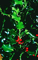 Holly berries (Ilex aquifolium) Covadonga NP, Spain