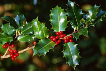 Holly berries (Ilex aquifolium), UK