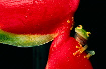 Glass frog on heliconia flower. (Centrolenella fleischmanni) Belize