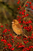 Greenfinch and hawthorn berries. UK