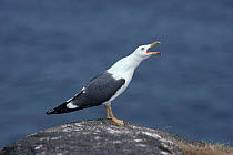 Lesser Black Backed gull calling, Scotland