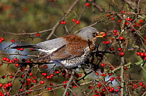 Fieldfare eating hawthorn berry, autumn, England